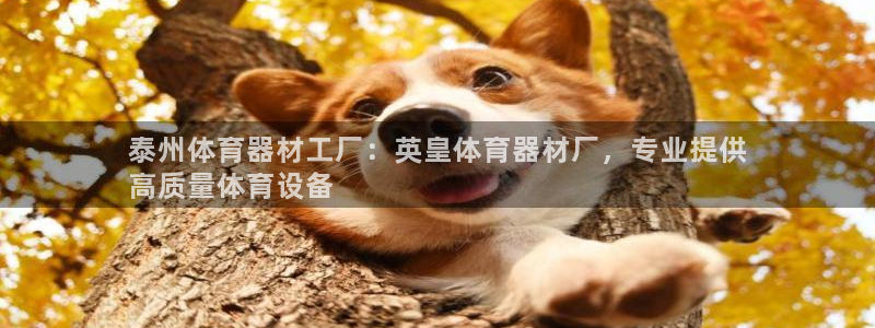 极悦娱乐：泰州体育器材工厂：英皇体育器材厂，专业提供